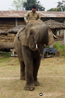 Elefantenschule im Chitwan Nationalpark