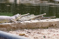 Krokodile im Chitwan Nationalpark