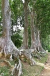 Königlicher Botanischer Garten Kandy