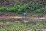 Yala Nationalpark - Krokodil