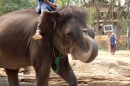 Elefant mit Mundharmonika