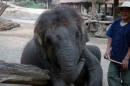 Elefantencamp015