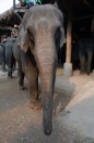 Elefantencamp011